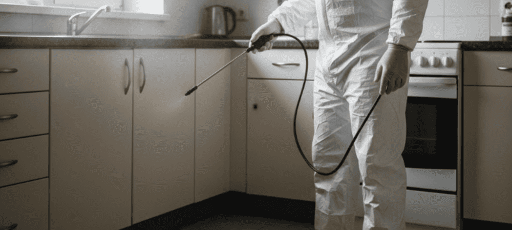 Травля насекомых в Минске и Беларуси