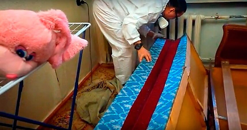 Уборка после травли насекомых